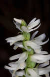 Great Plains lady's tresses